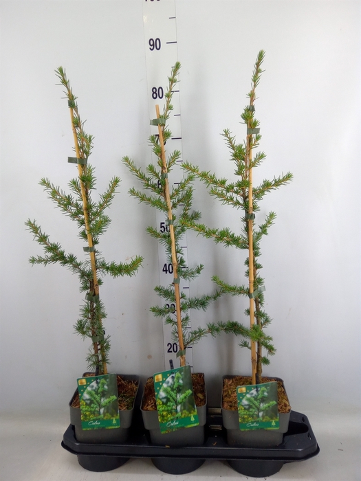 <h4>Cedrus libani 'Glauca'</h4>