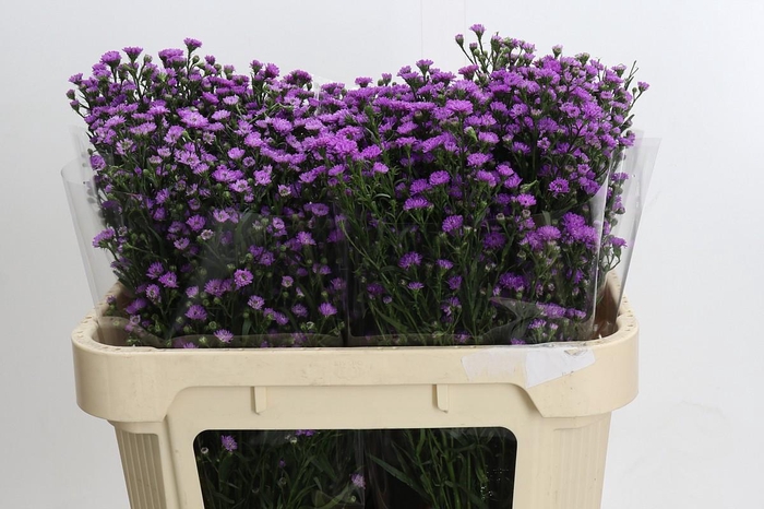 <h4>Aster Baby Pink</h4>