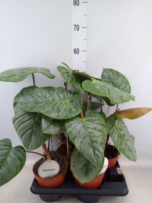 <h4>Philodendron   ...</h4>