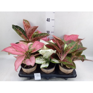 Aglaonema   ...mix