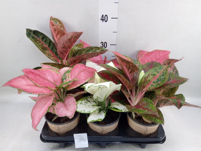 <h4>Aglaonema   ...mix</h4>