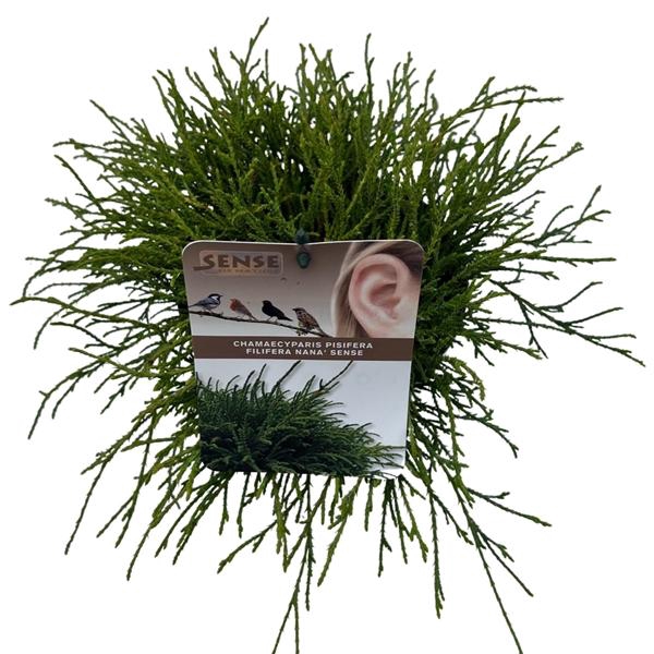 <h4>Chamaecyparis p. 'Filifera Nana' sense</h4>