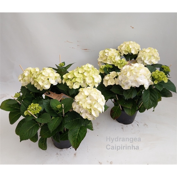 <h4>Hydrangea macr. Caipirinha Garden 19cm</h4>