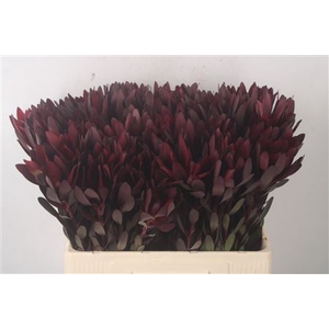 Leucad Saf Sunset Dark R.
