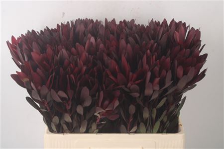 <h4>Leucad Saf Sunset Dark R.</h4>