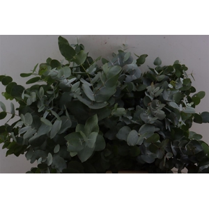 Euca Cinerea Short 150gr P Bunch S A