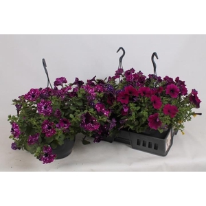 HANGING BASKETS