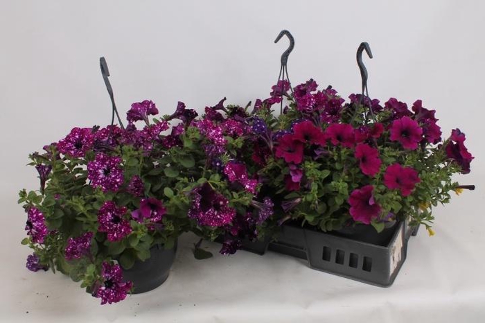 <h4>HANGING BASKETS</h4>