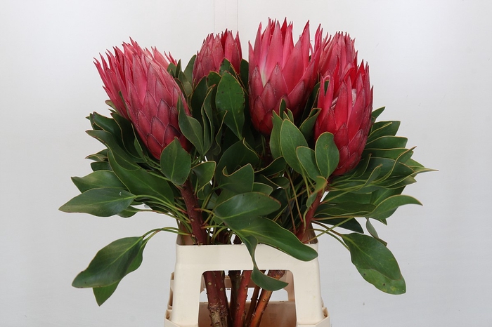 Protea Cynaroides Madiba