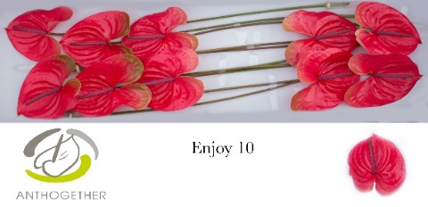 <h4>Anthurium Enjoy</h4>