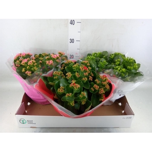 Kalanchoe blos.   ..rosebud mix  3