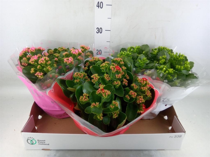 <h4>Kalanchoe blos.   ..rosebud mix  3</h4>