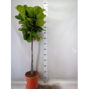 Ficus   ...
