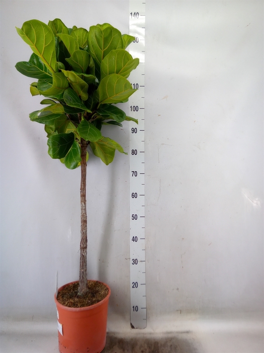 <h4>Ficus   ...</h4>