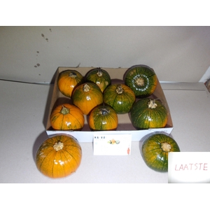 CUC MAXIMA HALLOWEEN