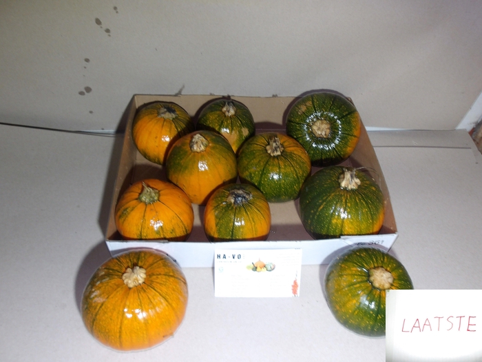 <h4>CUC MAXIMA HALLOWEEN</h4>