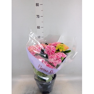 Hydrangea mac. 'Saxon Candy Heart'