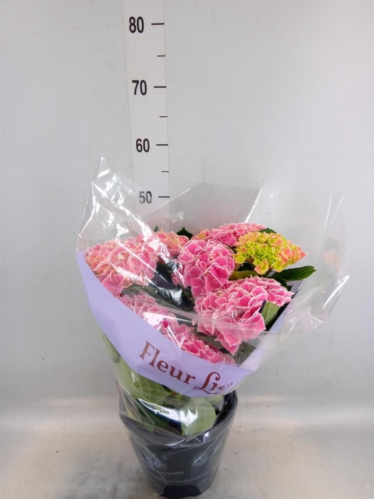 <h4>Hydrangea mac. 'Saxon Candy Heart'</h4>