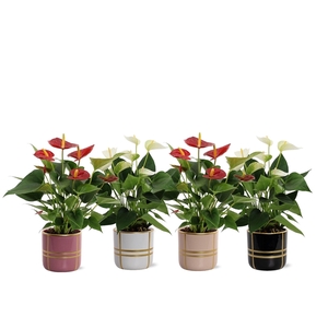 Anthurium Red & White mix in Lauri ceramic