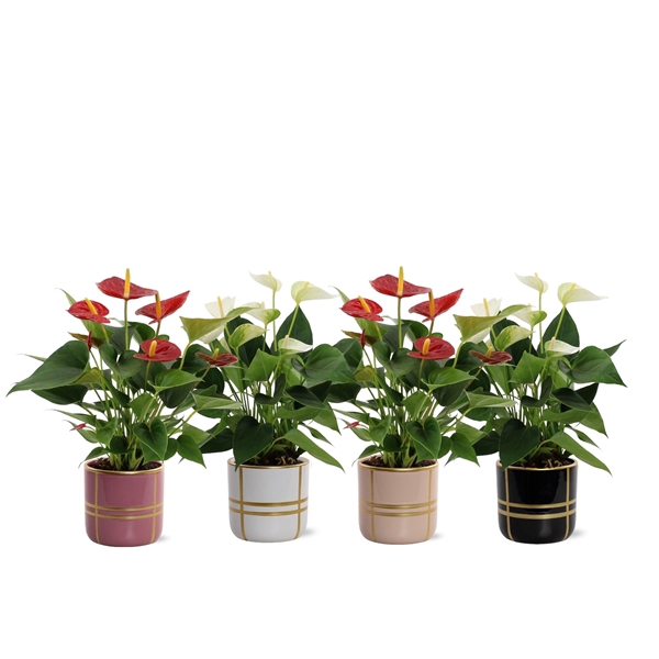 <h4>Anthurium Red & White mix in Lauri ceramic</h4>