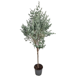 EUCAL GUNNII