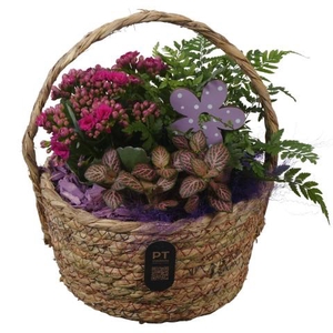 PTIB5224 Arrangementen kamerplanten