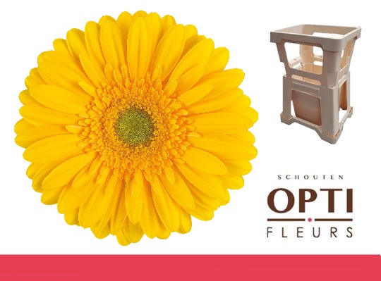 <h4>GE GR SUBMARINE</h4>