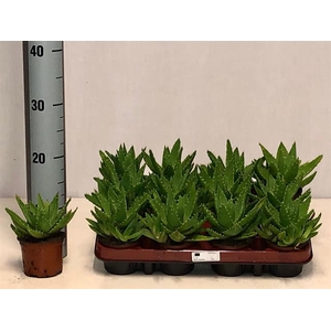 Aloe Perfoliata (Cites) 9Ø 15cm