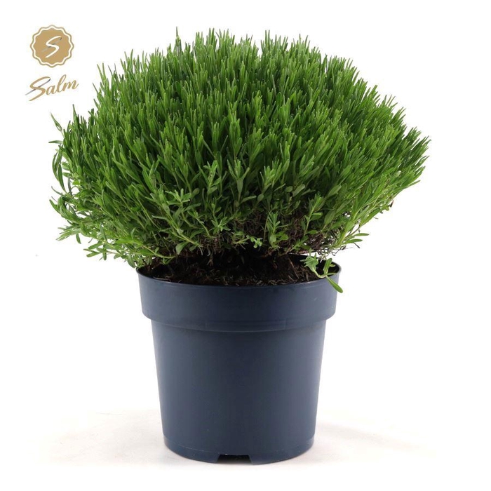 <h4>Lavandula ang. 'Felice Premium Provence'® P27</h4>