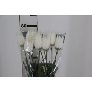 ANASTASIA WHITE 080 CM BRANCO