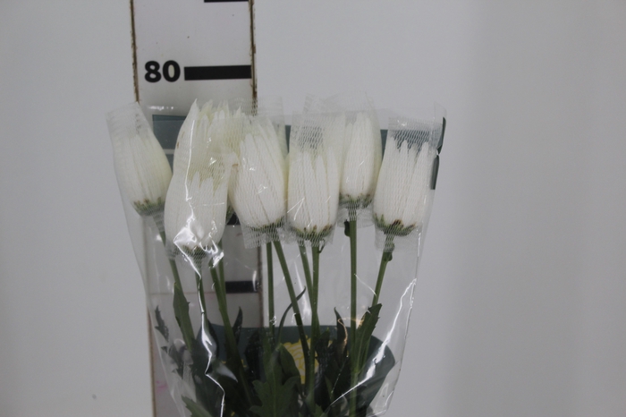<h4>ANASTASIA WHITE 080 CM BRANCO</h4>