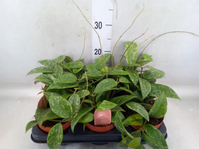 <h4>Hoya latifolia 'Rangsan'</h4>