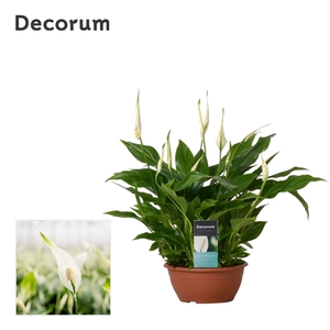 Spathiphyllum 17 cm Chopin Decorum