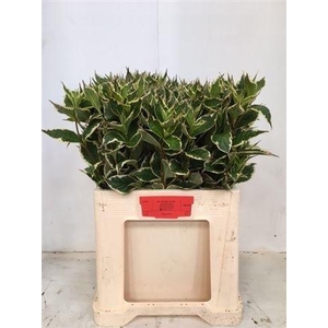 Weigela Fl Elstead
