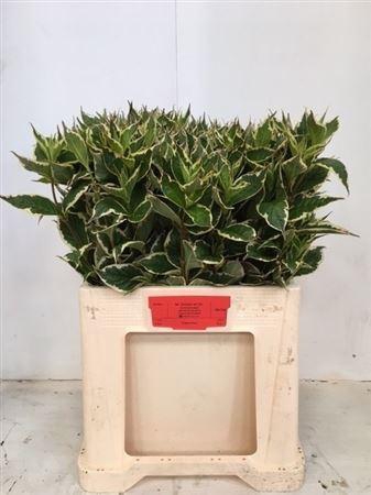 <h4>Weigela Fl Elstead</h4>