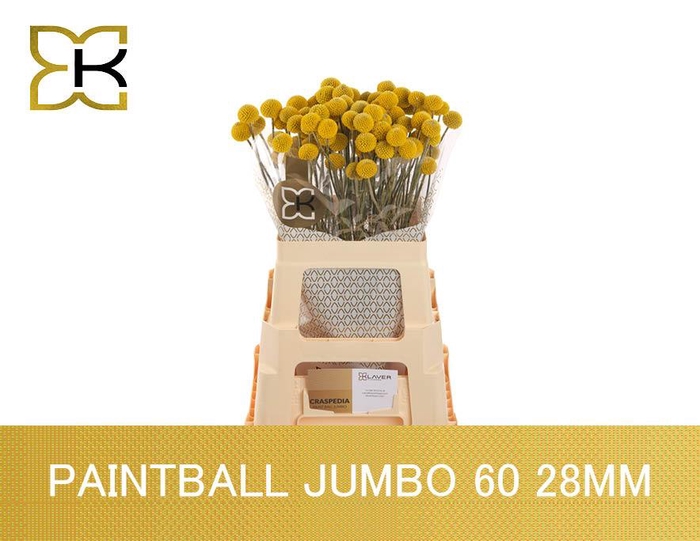<h4>Cras Paintball Jumbo</h4>