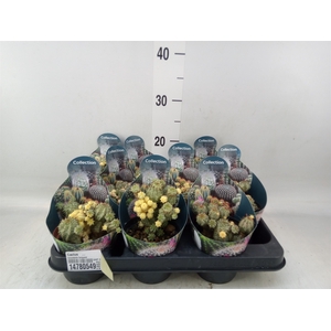 Cactus   ...