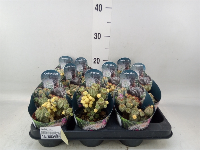 <h4>Cactus   ...</h4>
