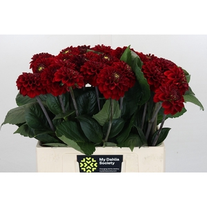 Dahlia Red Fox