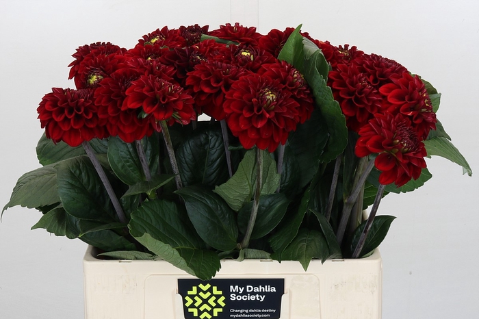 <h4>Dahlia Red Fox</h4>