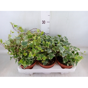 Hedera helix 'White Wonder'