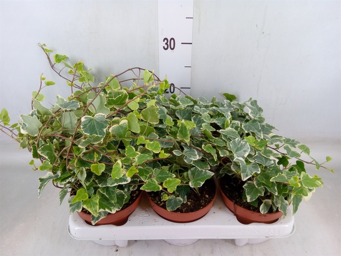 <h4>Hedera helix 'White Wonder'</h4>