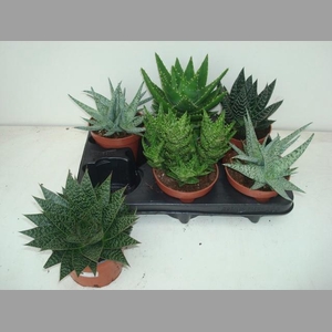 ALOE GEM