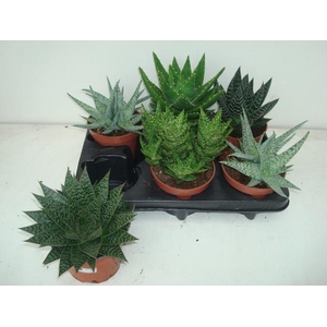 ALOE GEM