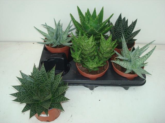 <h4>ALOE GEM</h4>
