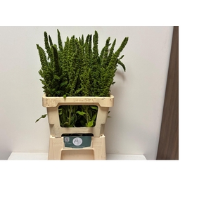 AMAR GREEN THUMB