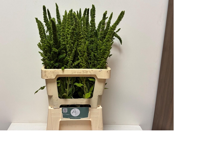 <h4>AMAR GREEN THUMB</h4>
