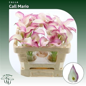 Calla Call Mario