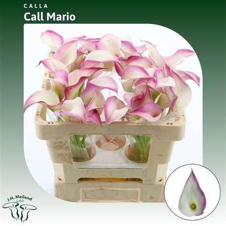 Calla Call Mario