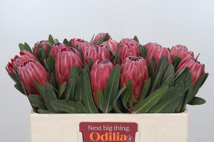 <h4>Protea Red Ice</h4>